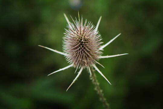 Cardo selvatico in un prato in collina durante una giornata di inizio estate, dettaglio dei capolini secchi