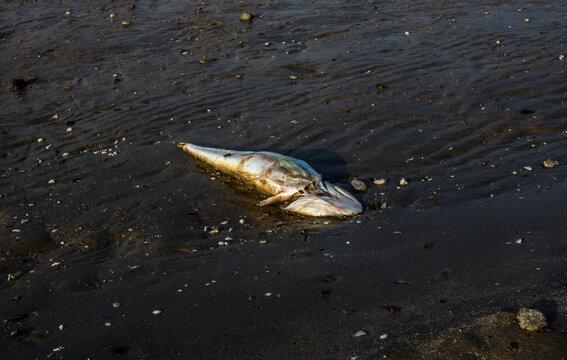 Dead fish floated in the emirates beach