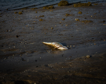 Dead fish floated in the emirates beach