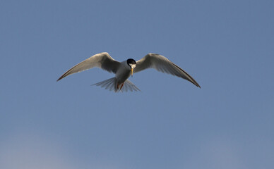Little Tern - Sterna albifrons, Lesvos, Greece