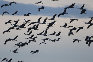 Grues cendrées (Grus grus)