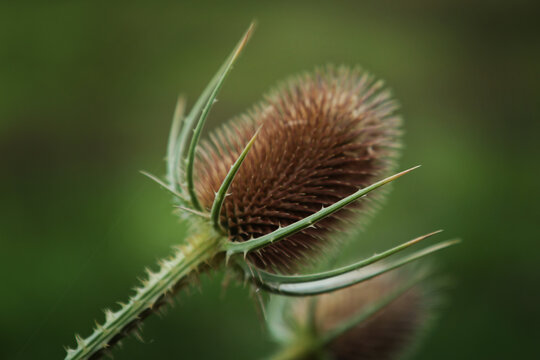 Cardo selvatico in un prato in collina durante una giornata di inizio estate, dettaglio dei capolini secchi