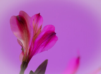 Pretty, Pink Alstroemeria flower with purple background and slight vignetting. 