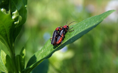 Beetle - Softfire Firefighter