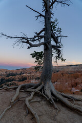 Dixie National Forest and the Bryce canion
