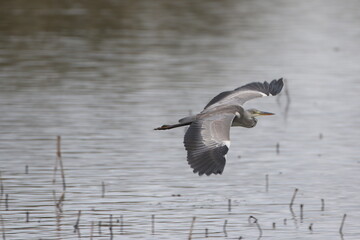 Héron cendré (Ardea cinerea)