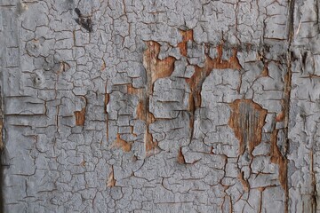 
Old gray cracked paint applied to wood