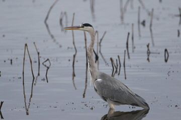 Héron cendré (Ardea cinerea)