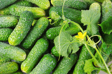 Cucumbers, cucumber stem, cucumber flower. Close-up.