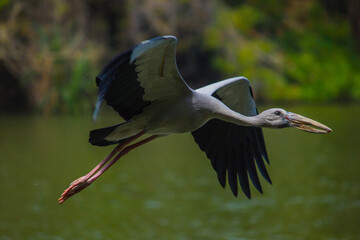 stork bird in flight