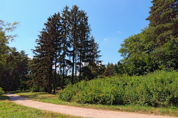 Obraz premium Picturesquel narrow and winding trail in Arboretum Alexandria in Bila Tserkva. Scenic nature landscape with old trees against blue sky. Summer sunny day. Concept of landscape and nature