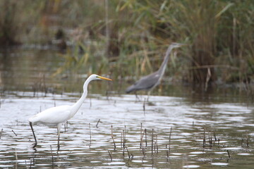 Grande Aigrette (Ardea alba) et Héron cendré (Ardea cinerea)
