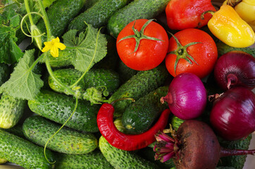 Cucumbers, cucumber flower, tomatoes, red onion, beet, pepper. 