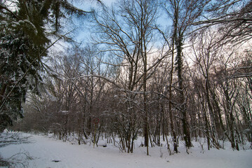 Wald im Schnee