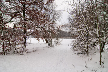 Bäume, Schnee bedeckt