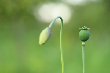 green poppy
Green heads of unripe poppy seedlings with poppies grown for pharmaceutical purposes or as food for baking.
