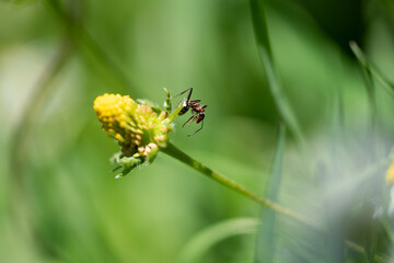 Macro photo of an ant and the beautiful white flowers on a sunshine day is in the garden