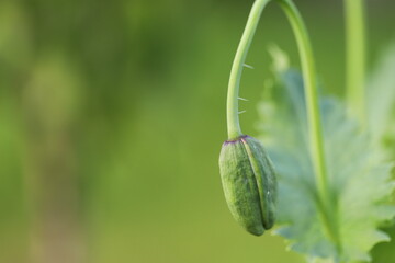 green poppy
Green heads of unripe poppy seedlings with poppies grown for pharmaceutical purposes or as food for baking.