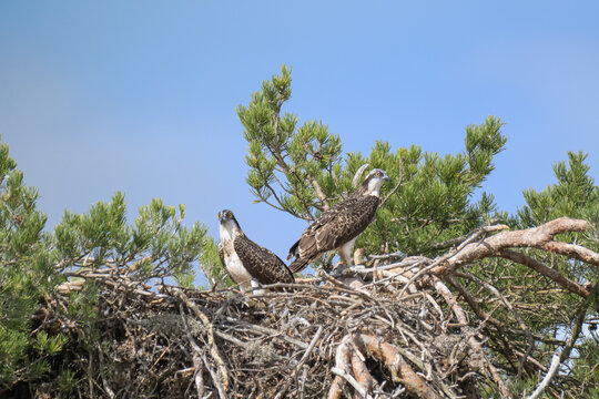 Two juvenile Ospreys standing in a nest