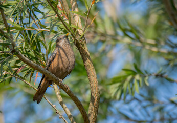 A wild bird on tree branch at morning light .