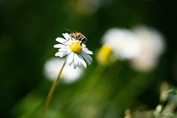 Insect collecting pollen from white daisy flower with sunset light.