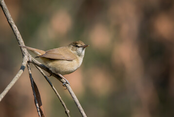 A small wild bird on tree branch .