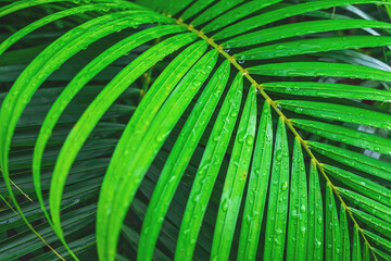 The background of coconut leaves with water drops in the rainy season