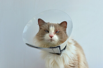 A domestic cat wears a cone-shaped collar to protect itself from scratching and licking. Skin diseases in domestic cats. A sick cat with a worried expression on its face. Caring for a domestic cat.