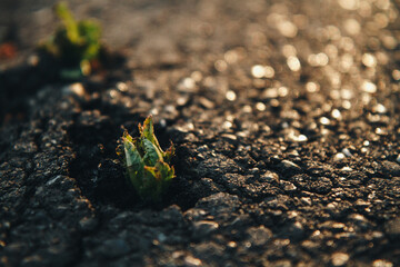 Plants emerging through hard asphalt. Illustrates the force of nature and fantastic achievements.