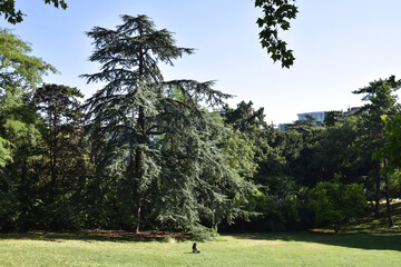 Grand c&egrave;dre au parc Montsouris &agrave; Paris, France