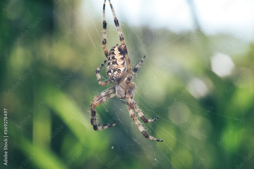 Poster close up cobweb or spider's web against a natural background, dew on a spider .