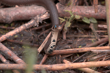 blind snake by the pond