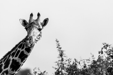 Obraz premium Masai Giraffe, Massai-Giraffe in Amboseli National Park, Kenya, Africa