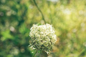 Close up  white wild carrot flowers of a wild greater burdock in summer in the meadow. Nature...