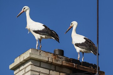 Two storks stand on a chimney. Czechia. Europe. 