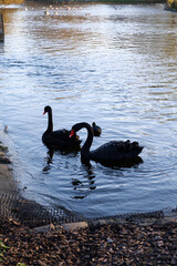 Fototapeta premium black swans on the lake