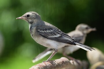 Two young White wagtails, Motacilla alba stand on a branch. Czechia. Europe.