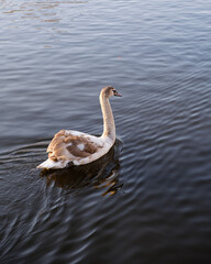 swan on the lake