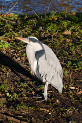 great blue heron