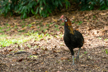 Elegant chicken on a park. Copy space