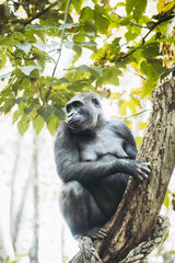 Portrait d'un gorille des plaines de l'ouest - Grand singe primate