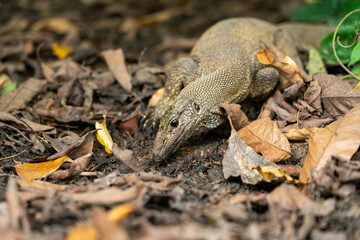 Big monitor lizard on the wild,  genus Varanus