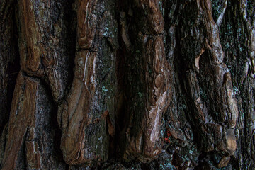 close up tree bark texture. dark brown old texture background. tree crust