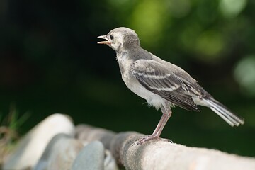 Young White wagtail, Motacilla alba stands on a branch. Czechia. Europe.