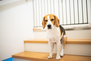 Sad beagle dog sitting on stairs, Way to bedroom blocked with barrier.