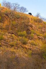 Sloth bear in the forest