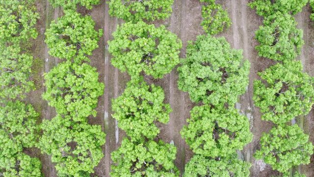 Aerial view of the mango plantation