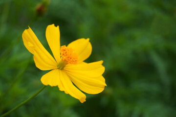 Yellow flower in the garden.    