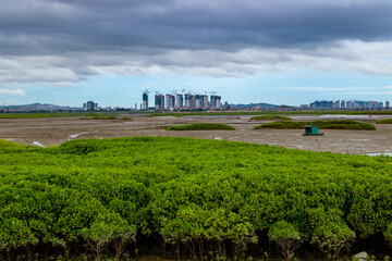 Obraz premium Green Mangroves by the sea.