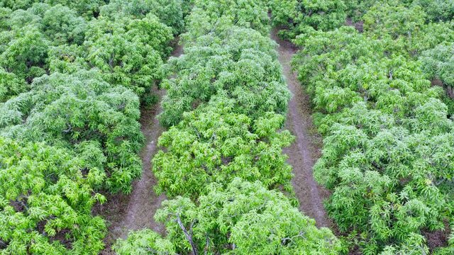 Aerial view of the mango plantation